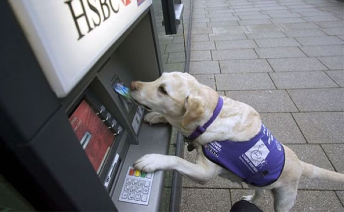 Khi những chú chó làm vệ sỹ bất đắc dĩ ở ATM