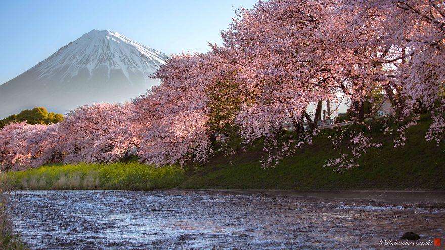  Khung cảnh thần tiên của mùa hoa anh đào Nhật Bản