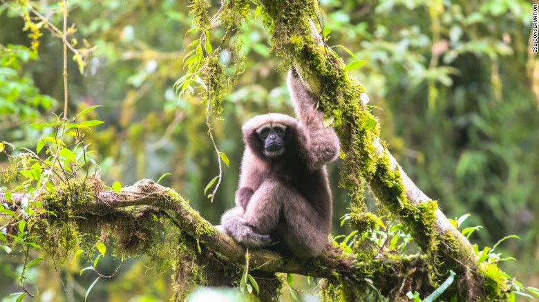 WWF tìm thấy 157 loài mới tại Việt Nam và nhiều nước Đông Nam Á