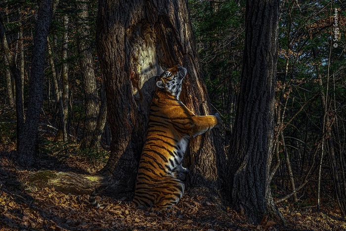 Kỳ công của những bức ảnh trong giải Nhiếp ảnh gia chụp cuộc sống hoang dã 2020