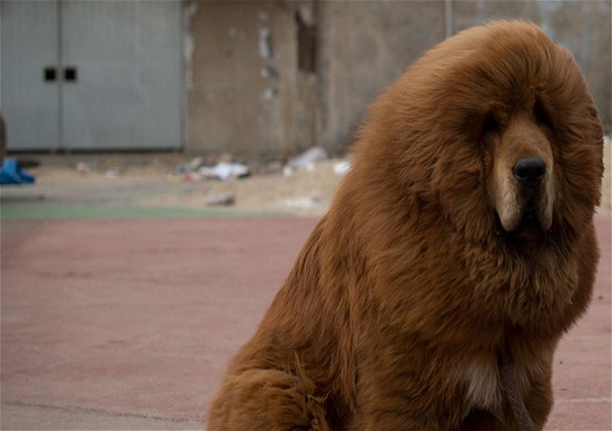 Sở thú Trung Quốc dùng chó ngao đóng giả sư tử
