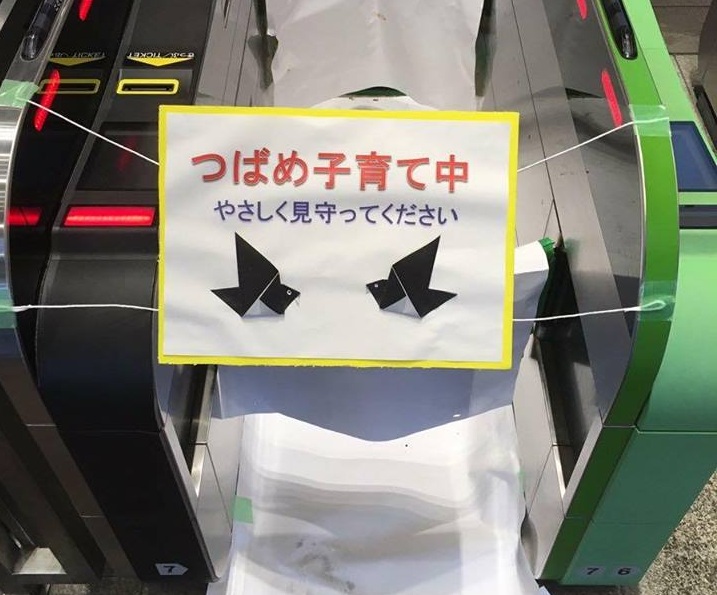 Ngưng hoạt động cổng soát vé tàu điện ngầm để… chim én làm tổ
