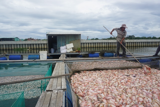 11 bè nuôi cá diêu hồng chết hàng loạt tại Đà Nẵng