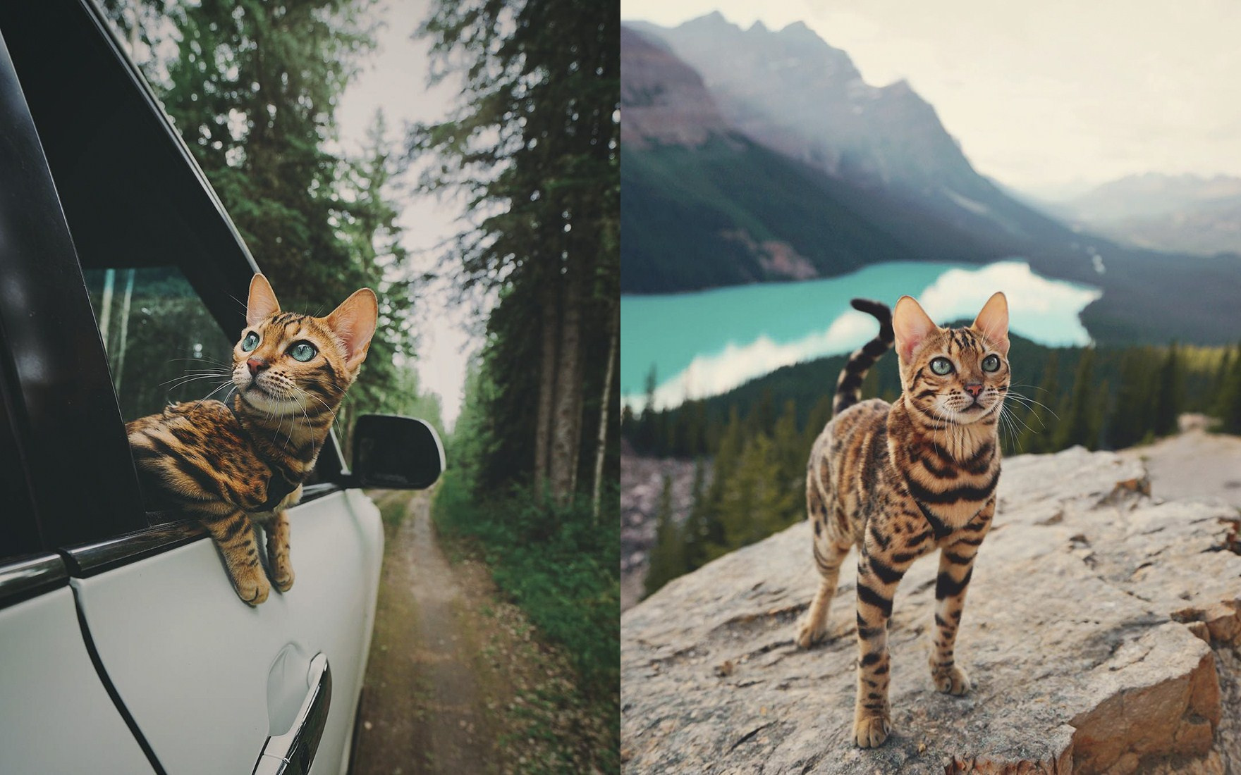 Tha hồ ghen tị với chú mèo đi du lịch khắp thế giới