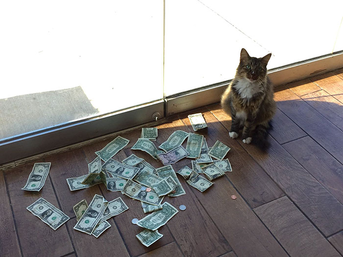 “Boss” mèo chôm tiền người giàu chia cho người nghèo
