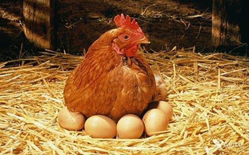 Giới khoa học Nhật Bản giúp gà đẻ “trứng thuốc” 