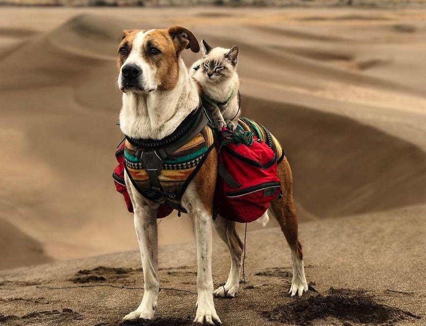 Cặp đôi chó mèo dắt nhau đi du lịch khắp thế gian