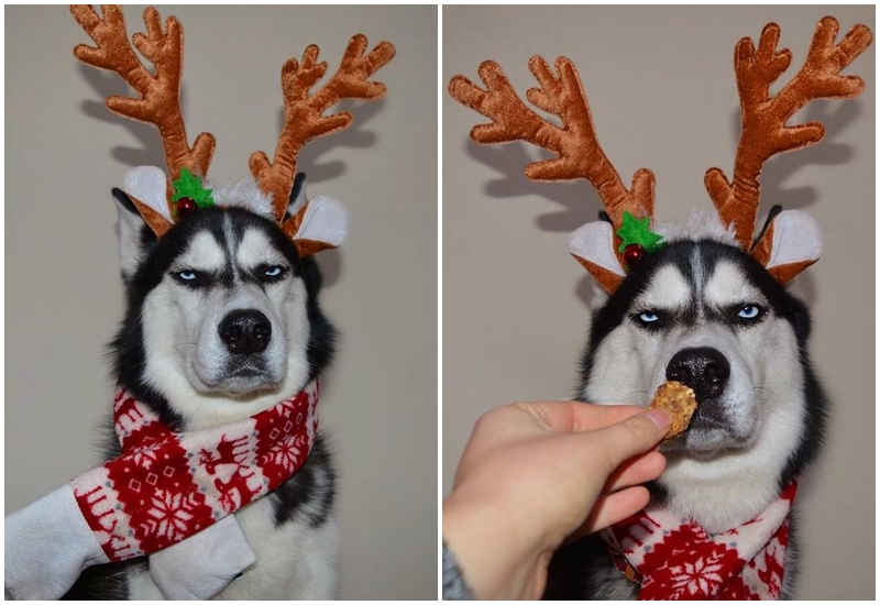 Hài hước bộ ảnh Giáng sinh của chú chó husky “hờn cả thế giới”