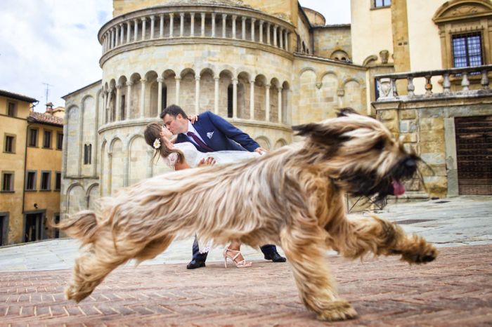 Khoảnh khắc đáng yêu, hài hước khi động vật… đòi chụp ảnh cưới