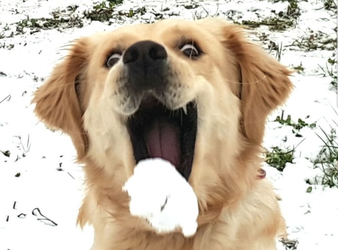 Phản ứng đáng yêu của thú cưng lần đầu thấy tuyết