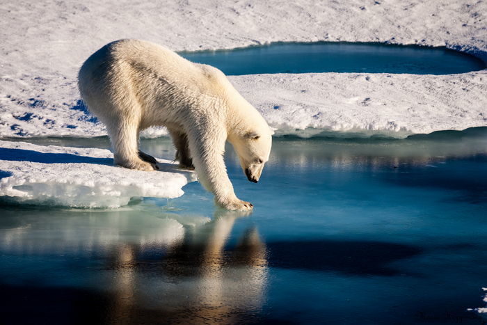 Gấu Bắc cực đói ăn, gầy guộc do biến đổi khí hậu