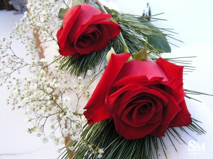 Chọn hoa hồng cho Valentine – đúng màu mới chuẩn tình cảm