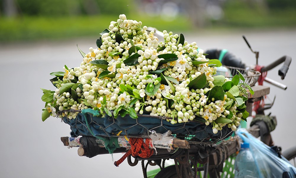 Hà Nội: Hoa bưởi tấp nập xuống phố