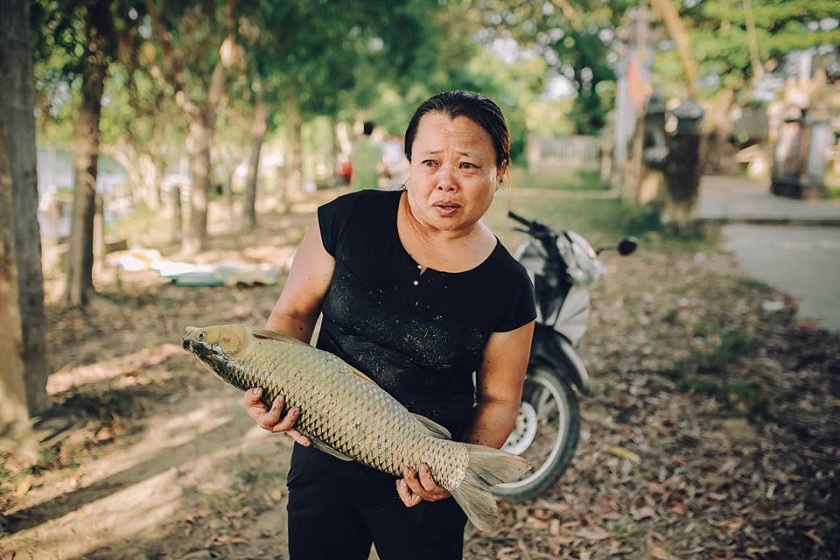 Cá sắp thu hoạch bỗng nổi trắng bụng trên sông Bồ (Huế)