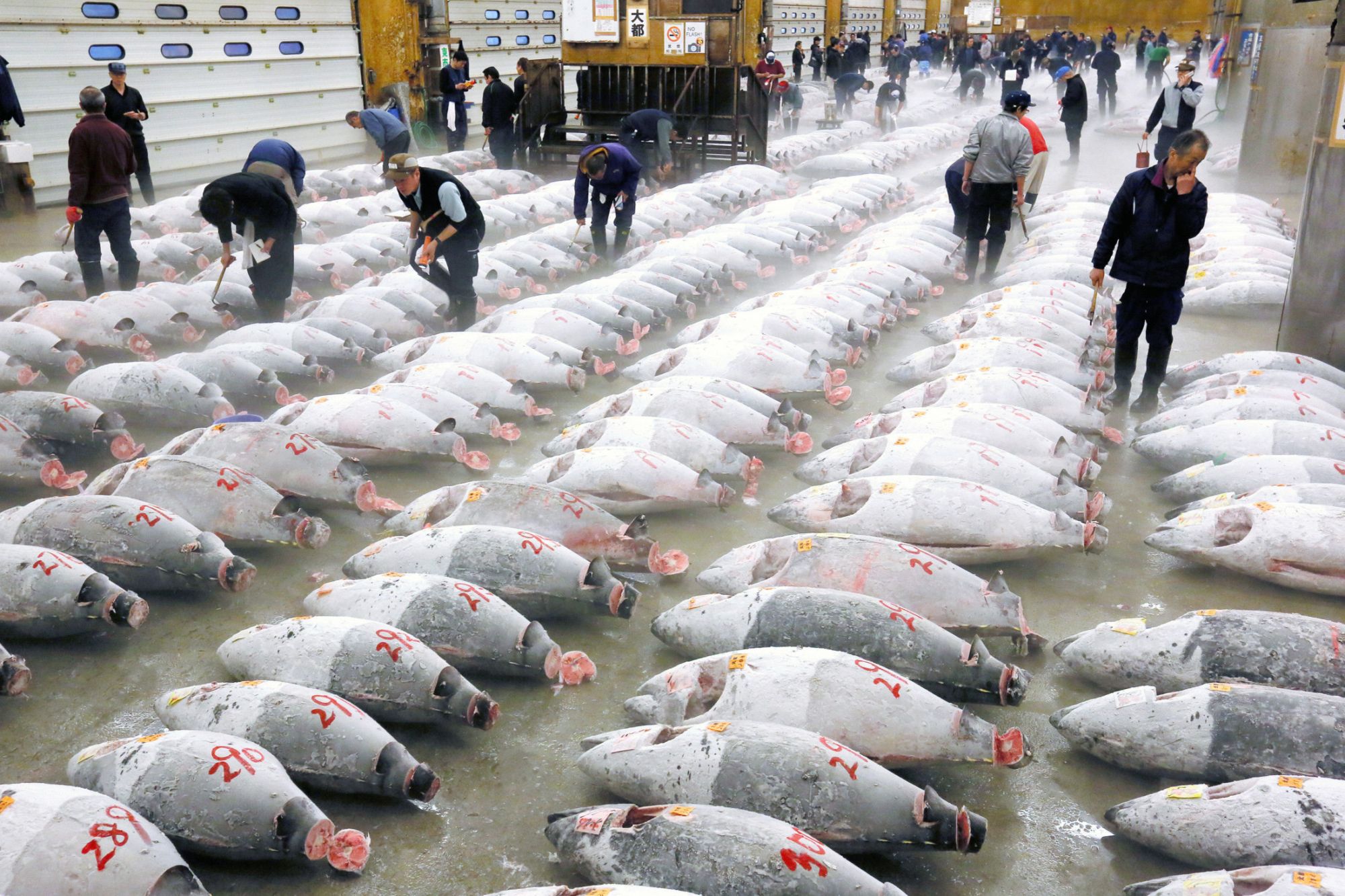 Nhìn lại chợ cá lớn nhất thế giới sau gần một thế kỷ