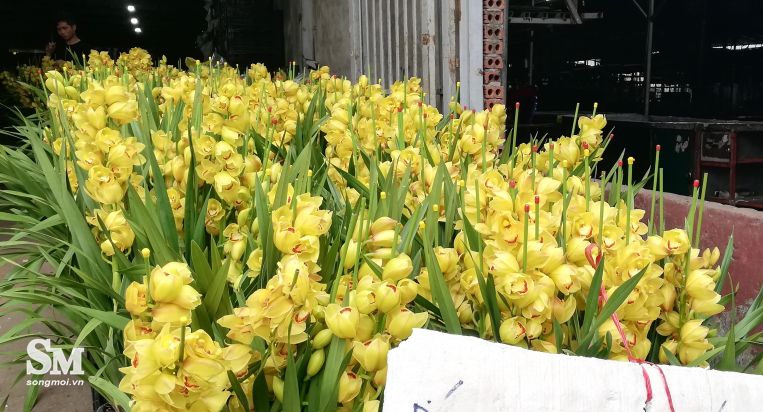Địa lan Trung Quốc giá rẻ tràn ngập thị trường hoa cảnh dịp cận Tết