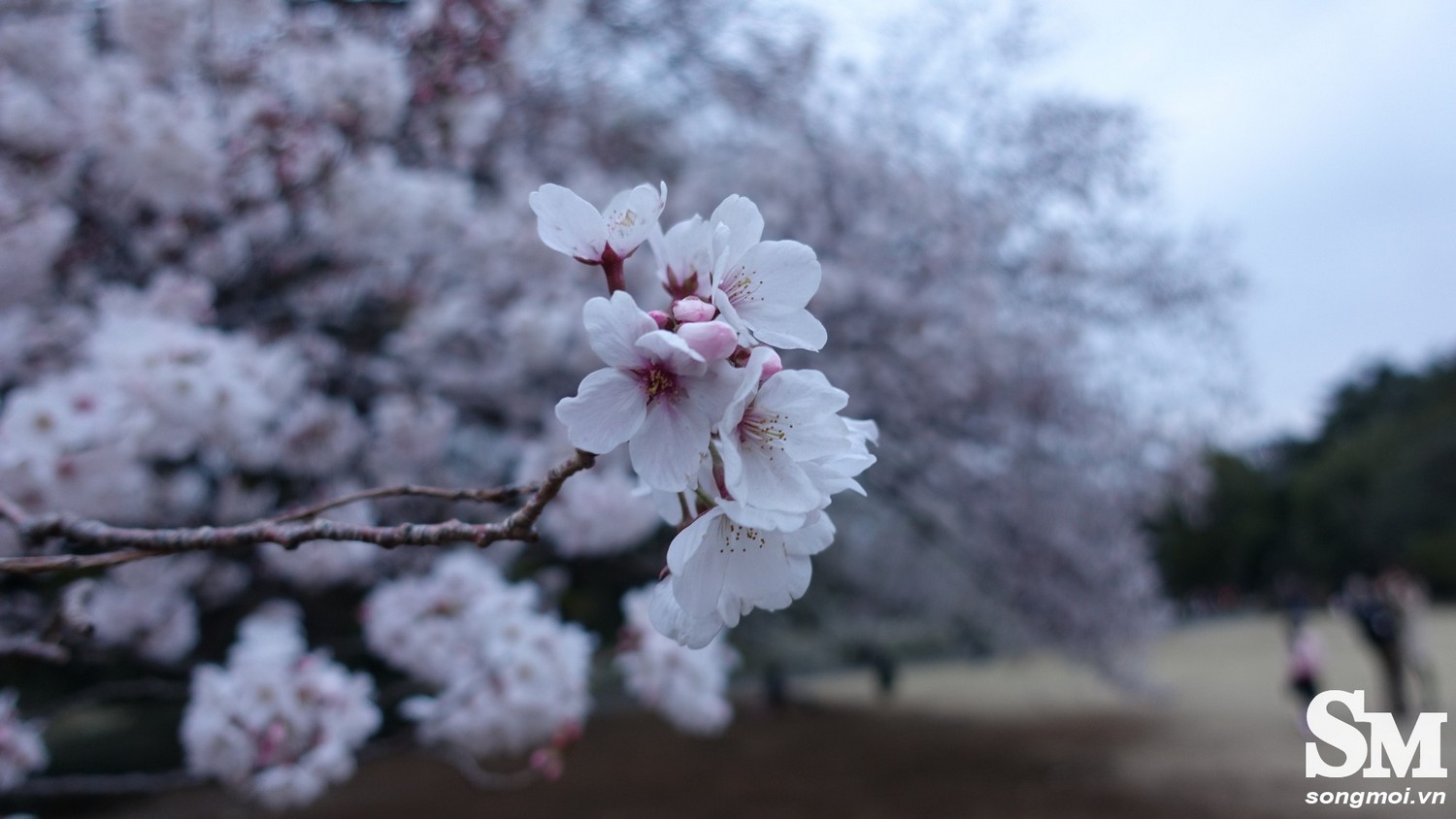 Đẹp nao lòng mùa hoa anh đào Nhật Bản