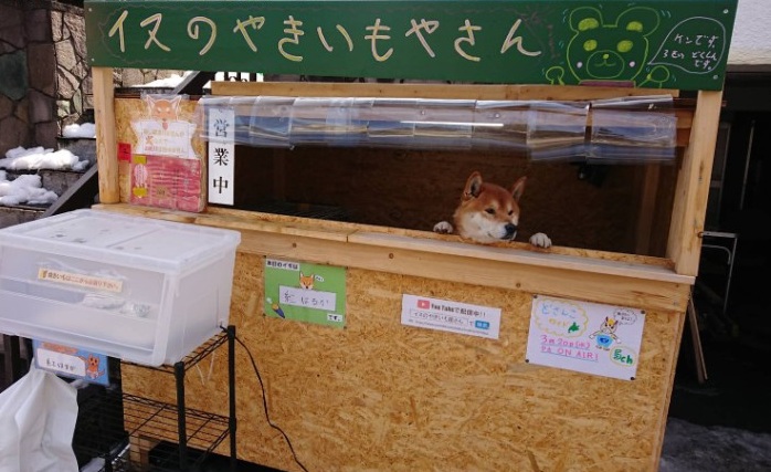 Chú chó Shiba Inu làm chủ cả tiệm khoai lang nướng