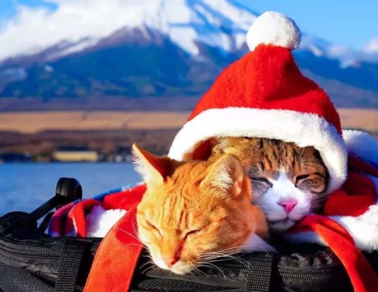 Chẳng thích ngủ như đồng loại, hai chú mèo “rủ nhau” du lịch vòng quanh Nhật Bản