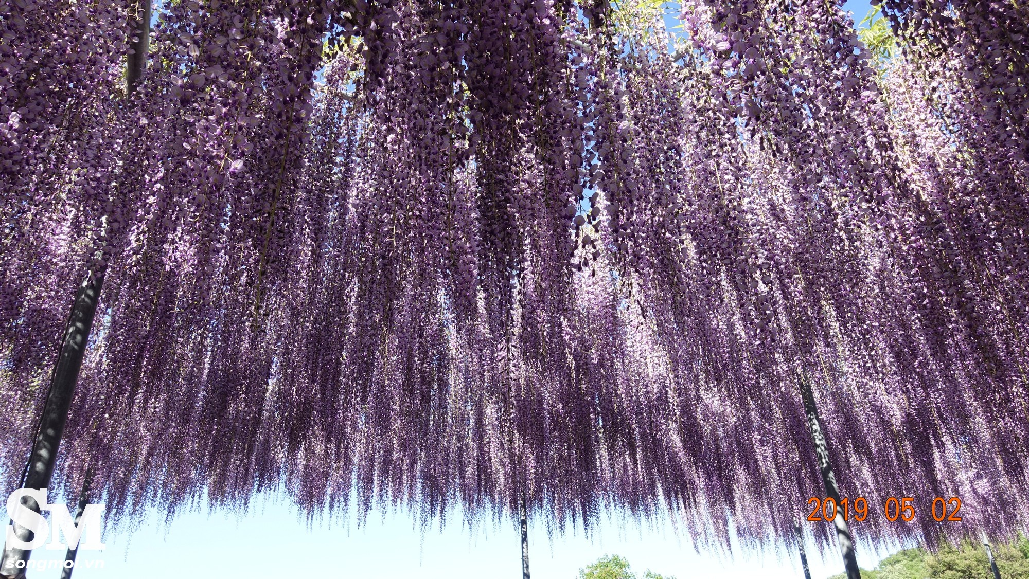 Nhật Bản mộng mơ giữa mùa hoa Tử Đằng