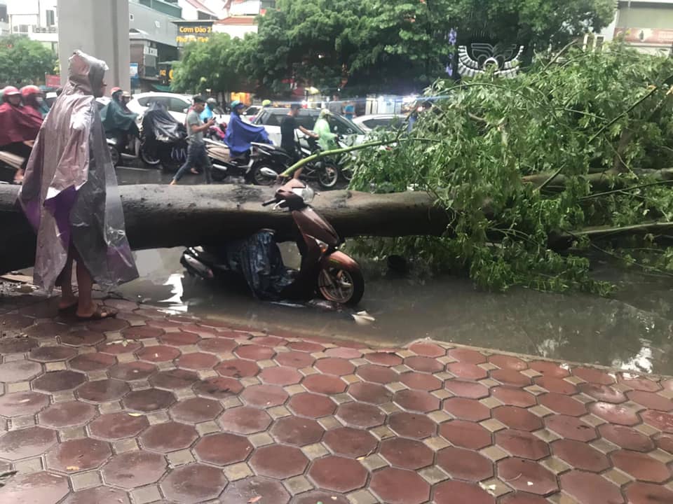 Hà Nội: Mưa lớn, nhiều cây xanh gãy đổ do ảnh hưởng của bão số 4
