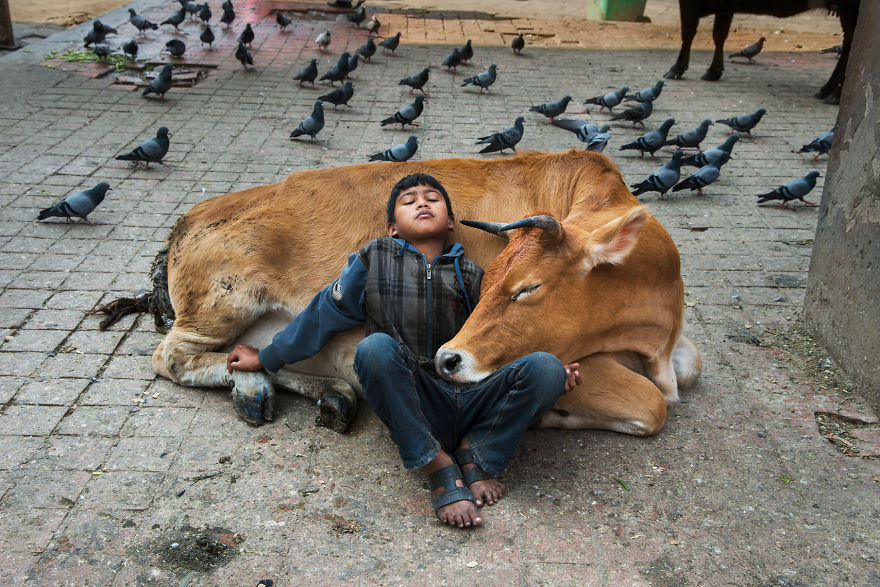 Những khoảnh khắc quá đỗi yên bình giữa con người và động vật