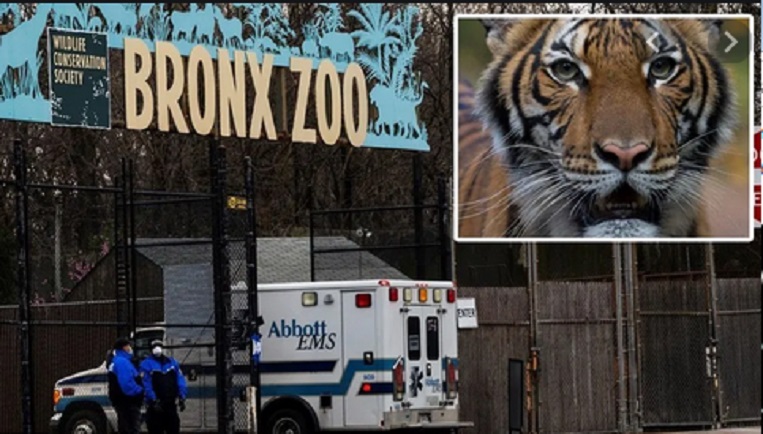 Covid-19 hoành hành tại New York khiến hổ ở vườn thú cũng mắc bệnh