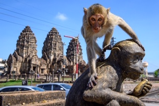 Thành phố cổ của Thái Lan đang phải “vật lộn” với đàn khỉ