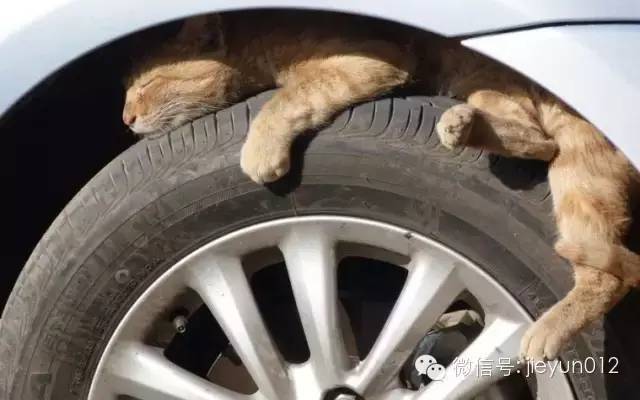 Hãy "gõ gõ" để cứu mèo trốn dưới gầm xe